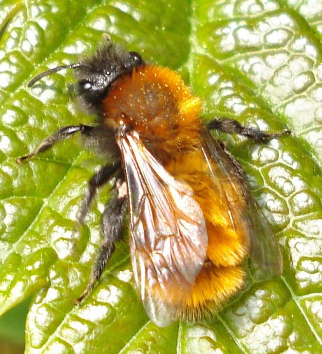 Mining bees are wild bees that live underground – Honey Bee Suite Mining bees are wild bees that live underground - Honey Bee Suite