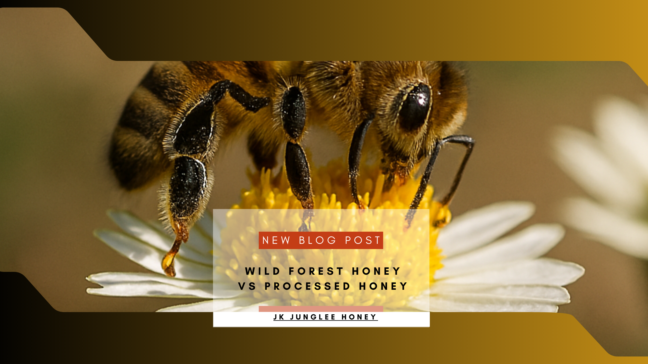 Wild forest honey vs processed honey blog banner by JK Junglee Honey