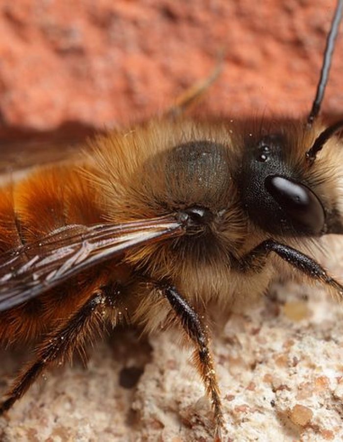 Mason bee Osmia rufa #2