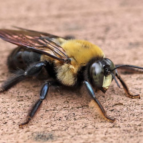 Carpenter Bee