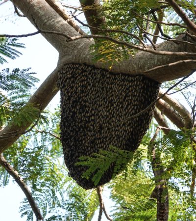 natural beehive in forest with raw honey